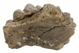 Fossil Dinosaur (Pachycephalosaurus) Skull Section - Wyoming #379720-1